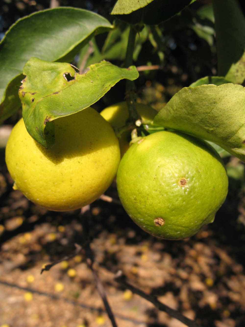            Fruit (Key, Winter Haven, FL)   